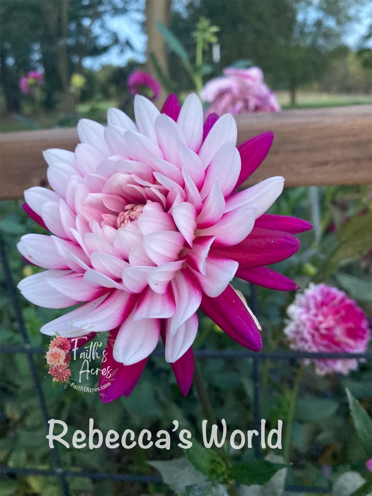 Rebecca's World - Image 8