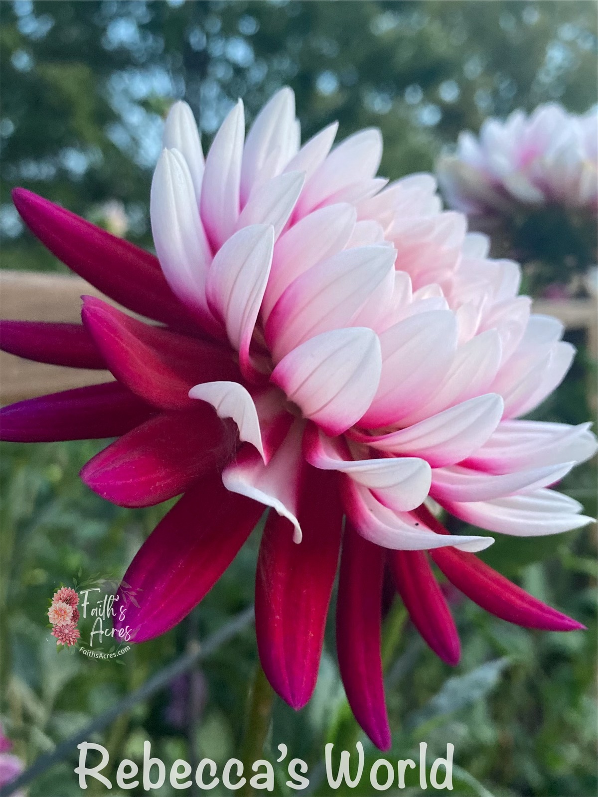 Rebecca's World - Image 9