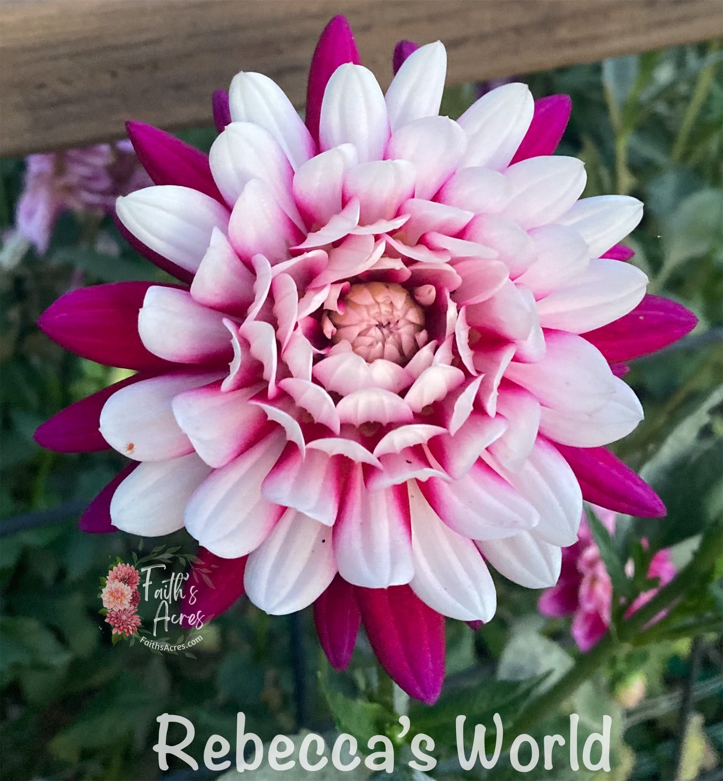 Rebecca's World - Image 10