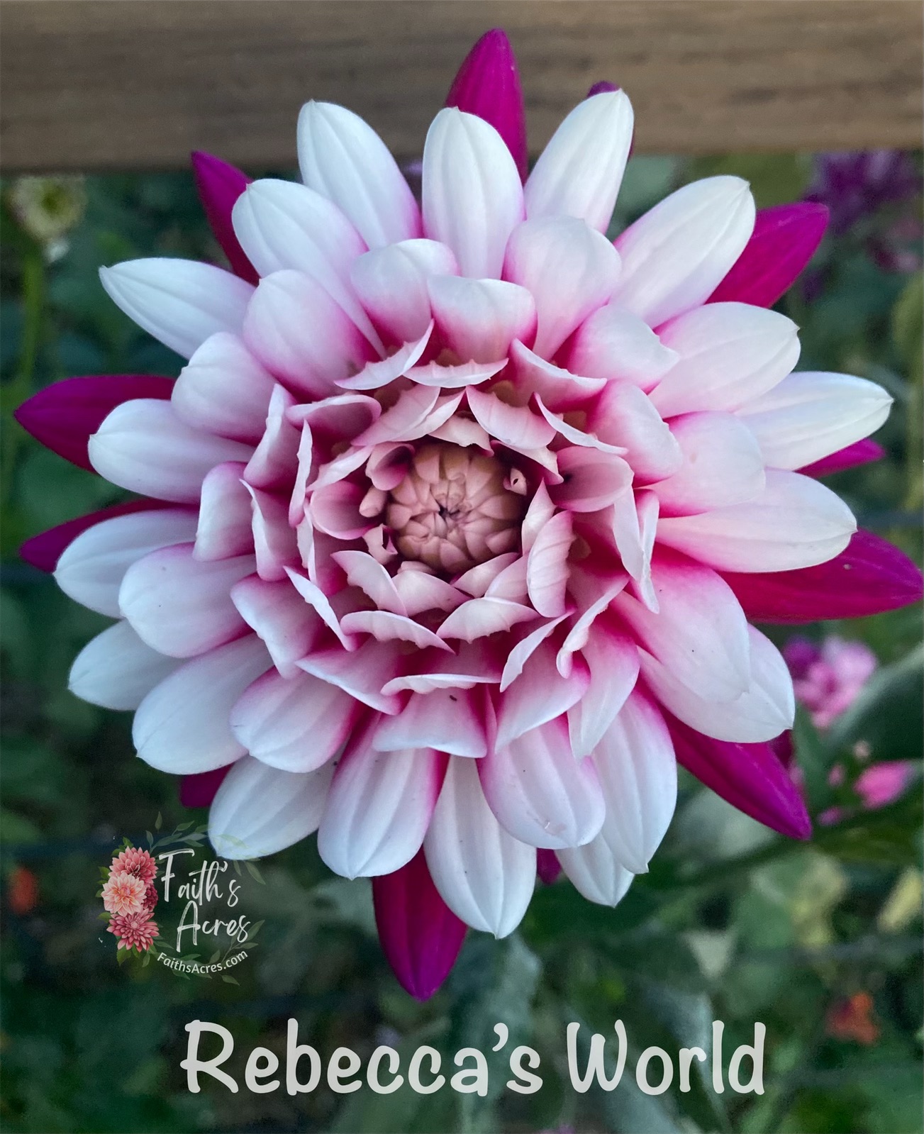 Rebecca's World - Image 12