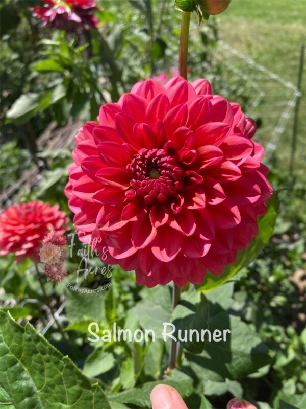 Salmon Runner - Image 3