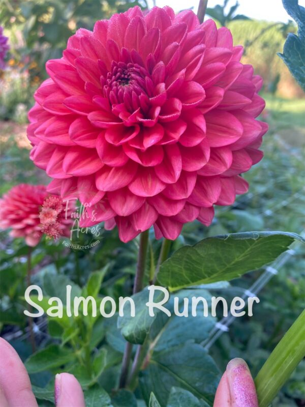 Salmon Runner - Image 5
