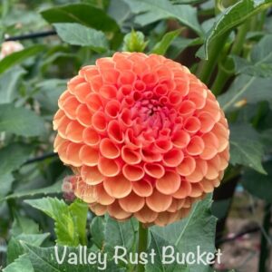 Valley Rust Bucket