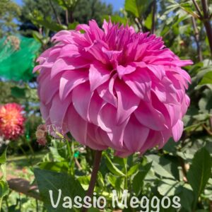 Vassio Meggos