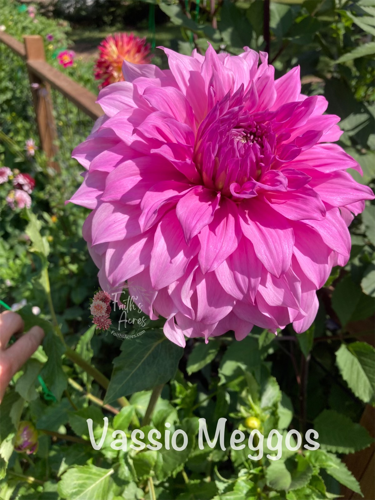 Vassio Meggos - Image 2