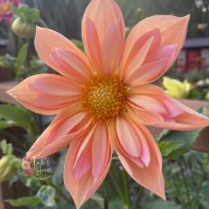 Venus-Thinner neck smaller ball tubers