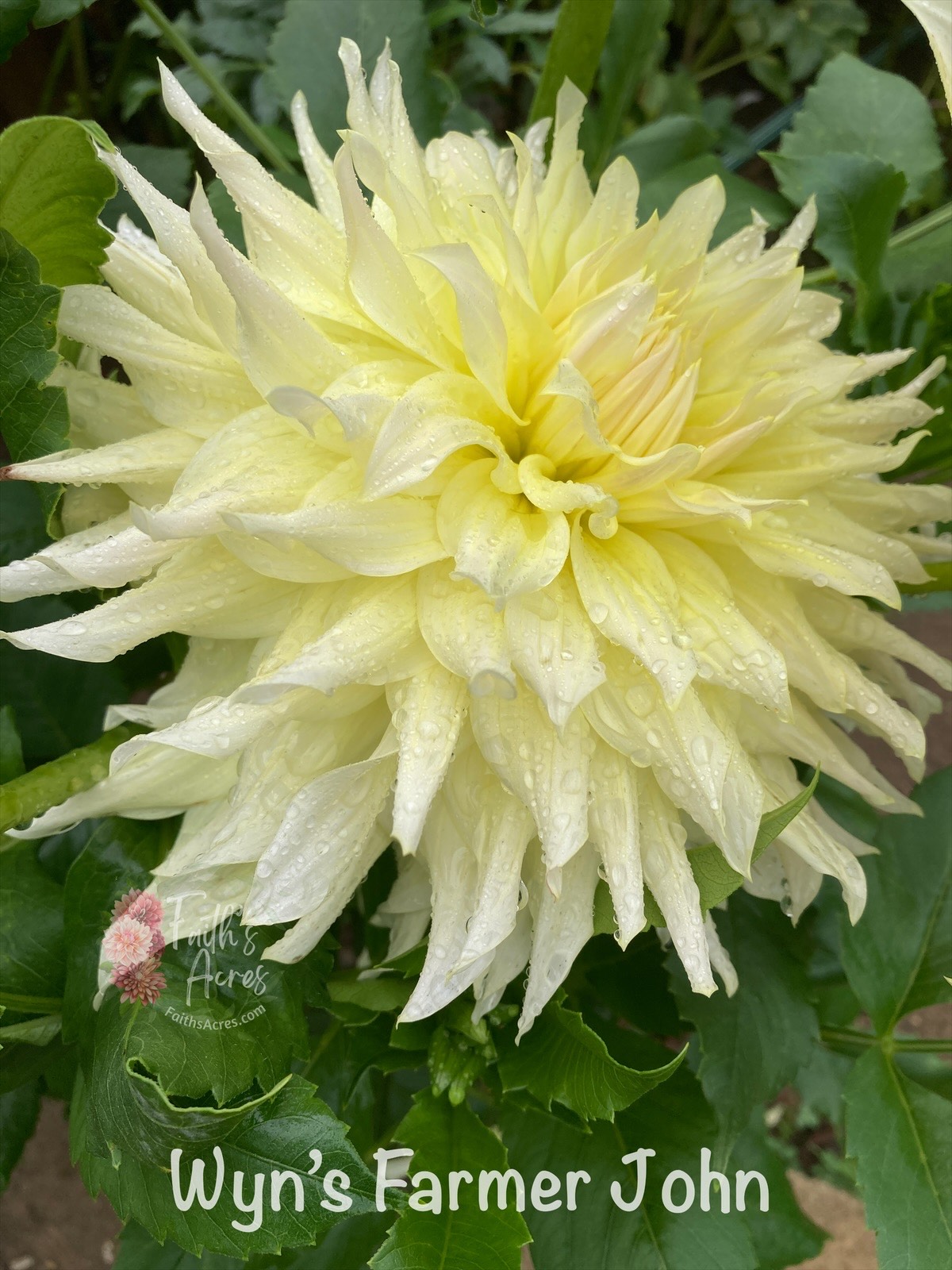 Wyn's Farmer John - Image 3