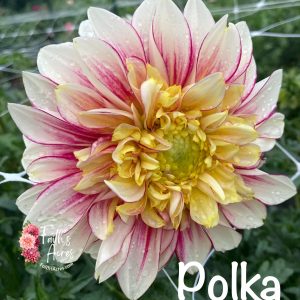 Polka