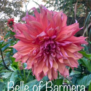 Belle of Barmera