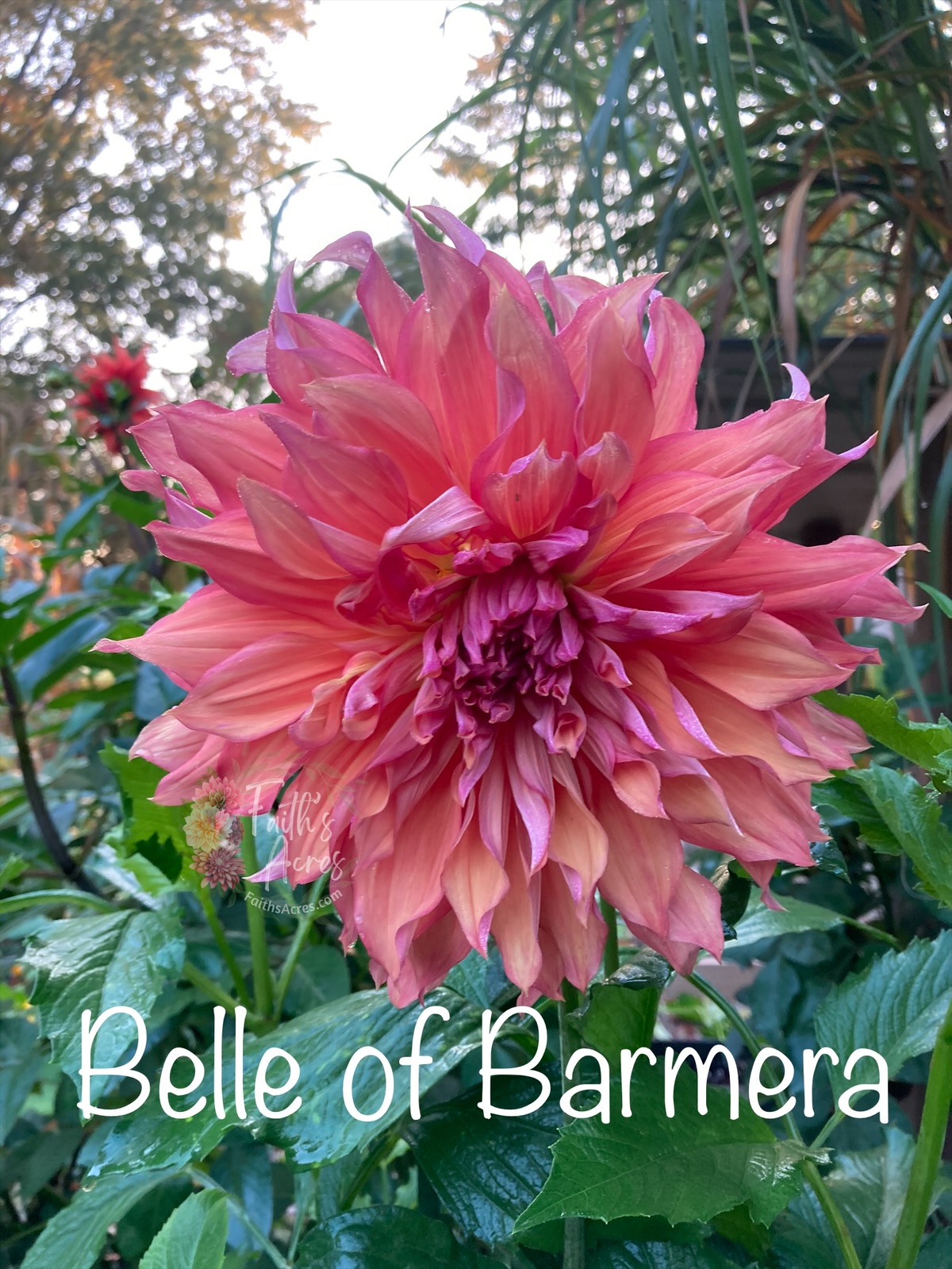 Belle of Barmera