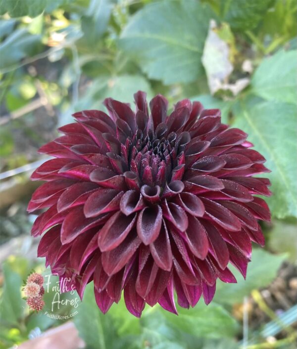 Black Satin - Image 3