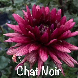 Chat Noir