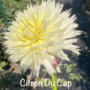 Citron Du Cap