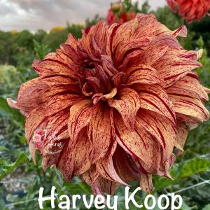Harvey Koop
