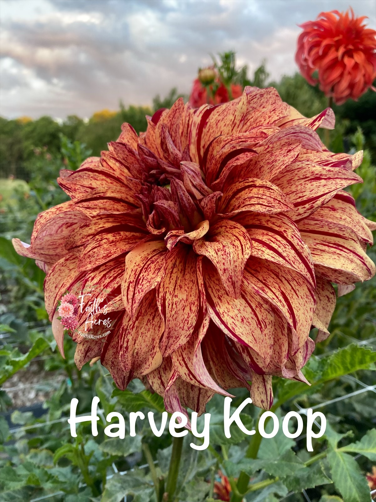 Harvey Koop