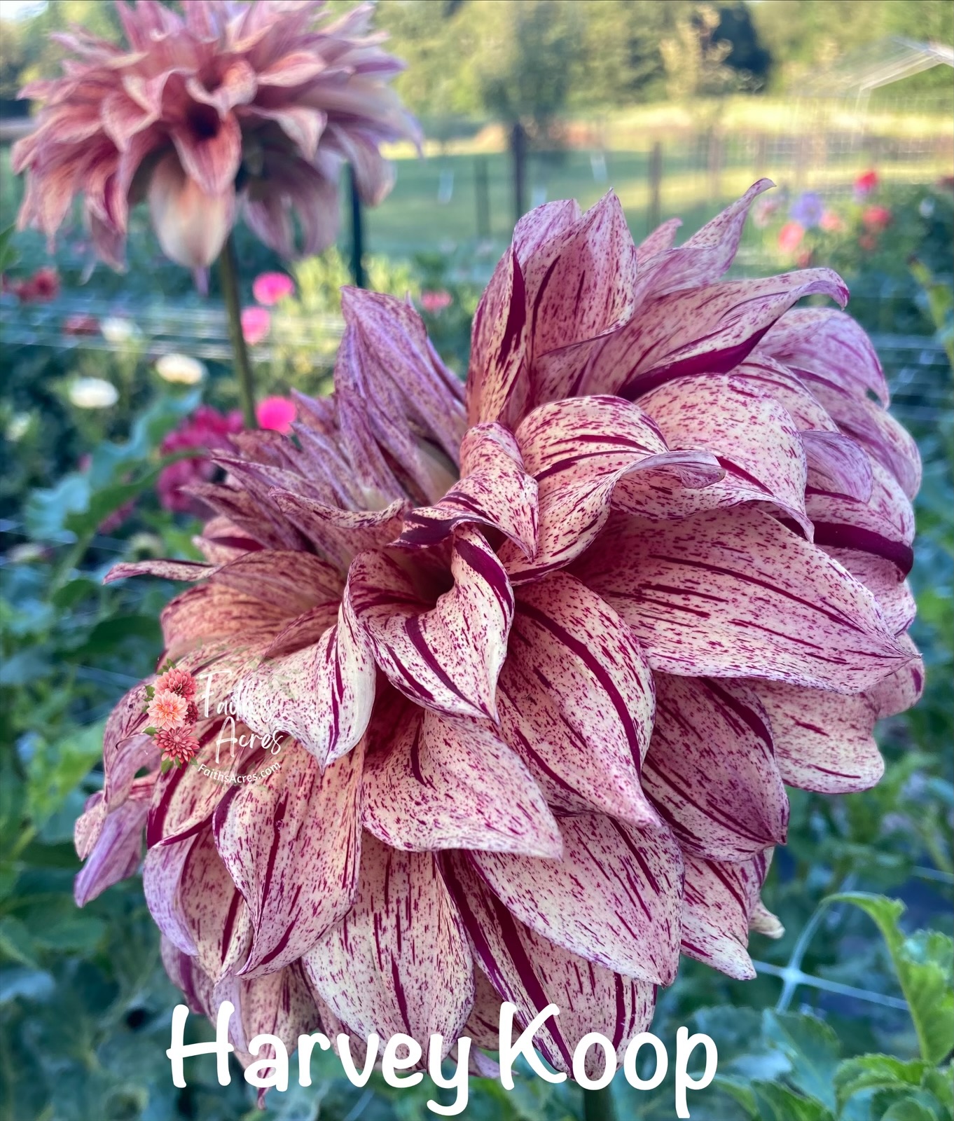 Harvey Koop - Image 3