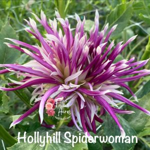 Hollyhill Spiderwoman