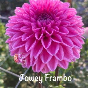 Jowey Frambo