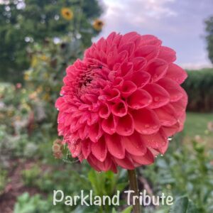 Parkland Tribute