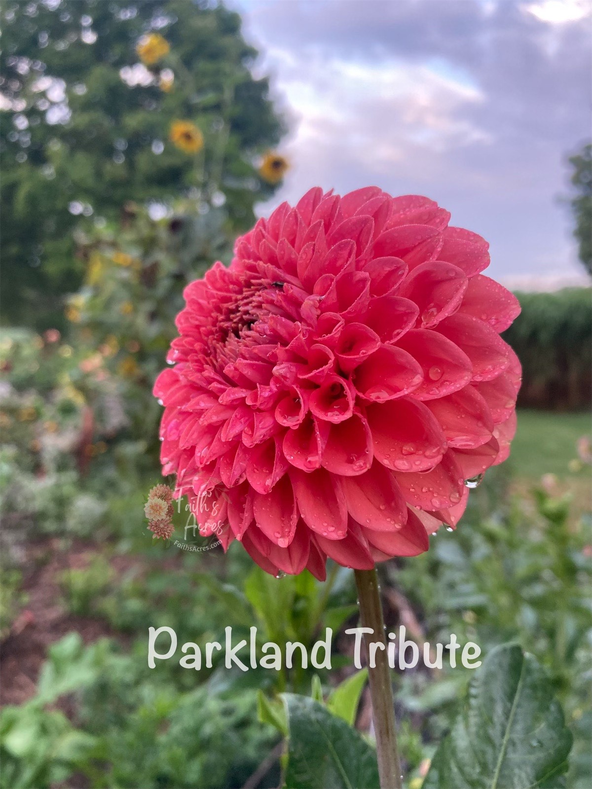 Parkland Tribute