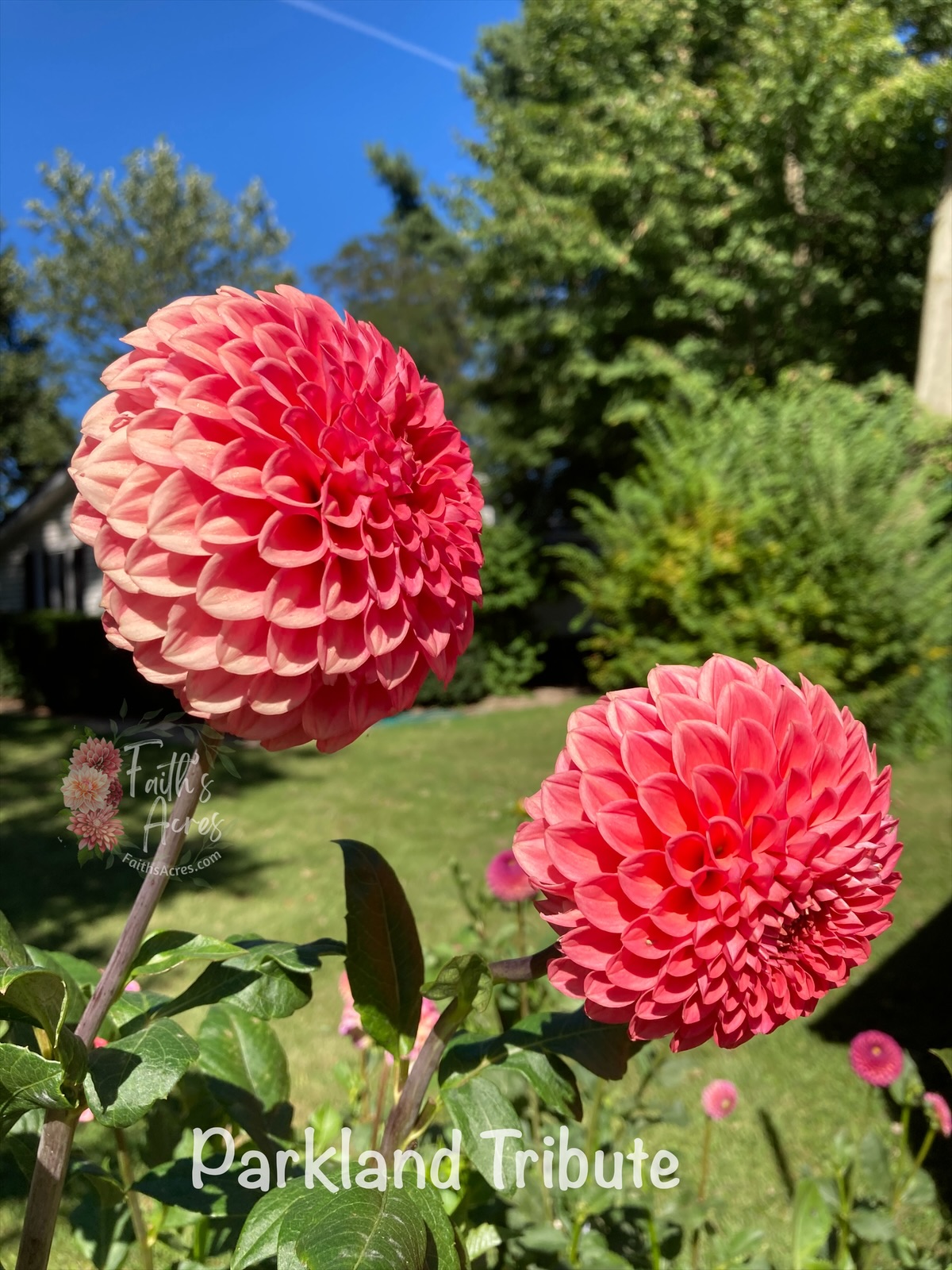 Parkland Tribute - Image 4