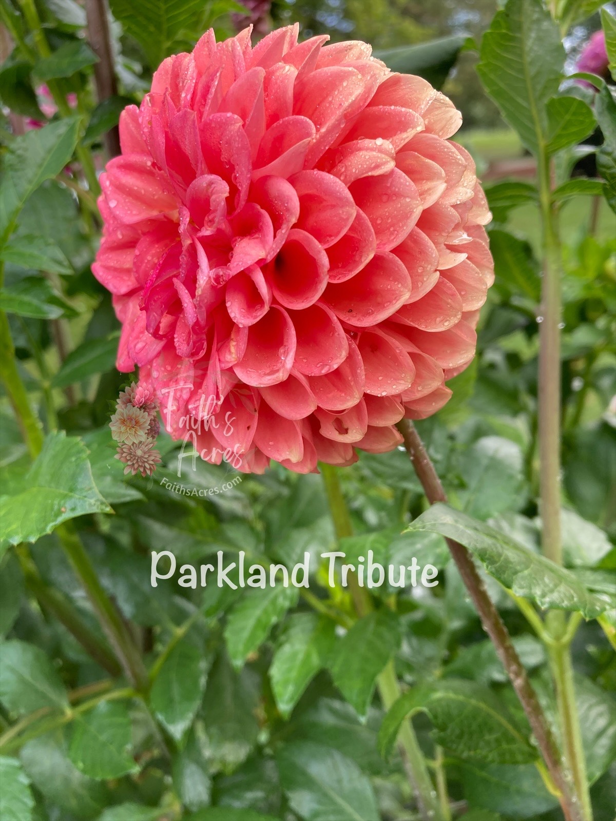 Parkland Tribute - Image 2