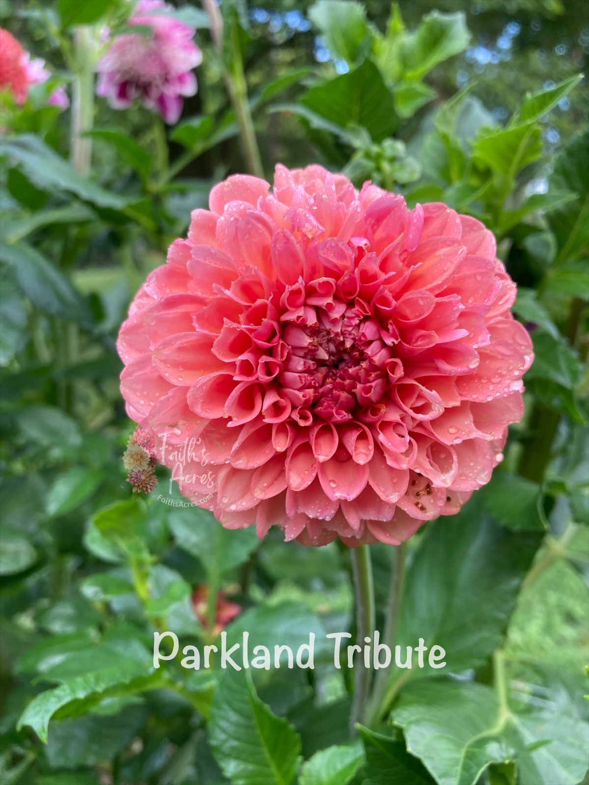 Parkland Tribute - Image 3