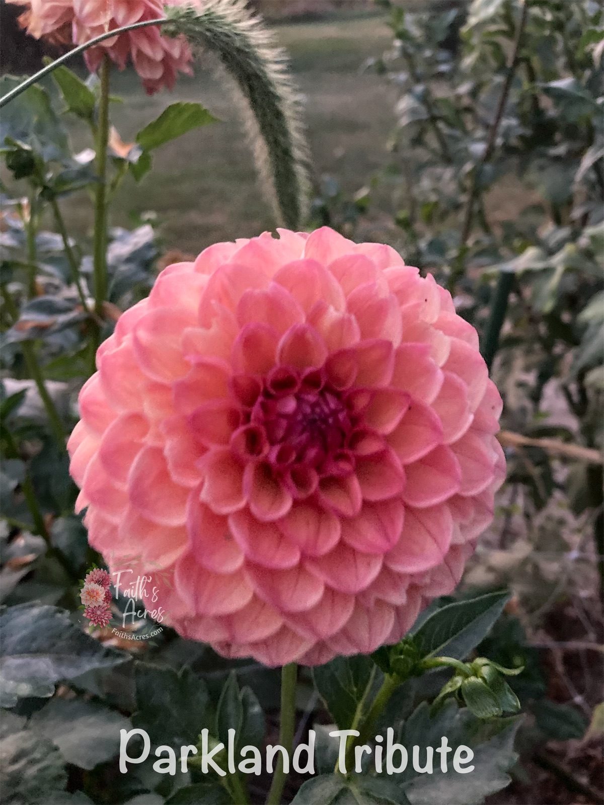 Parkland Tribute - Image 6