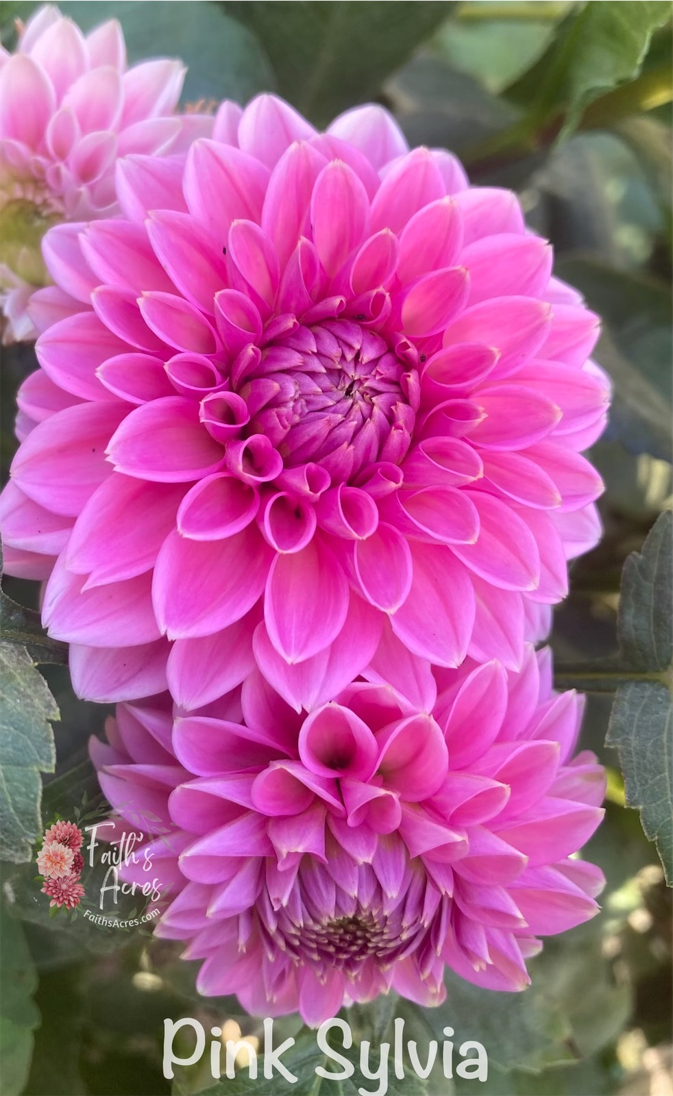 Pink Sylvia - Image 4