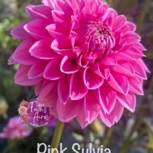 Pink Sylvia