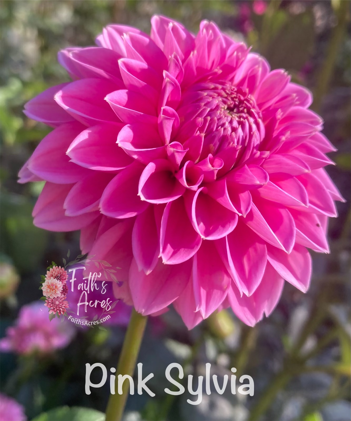 Pink Sylvia