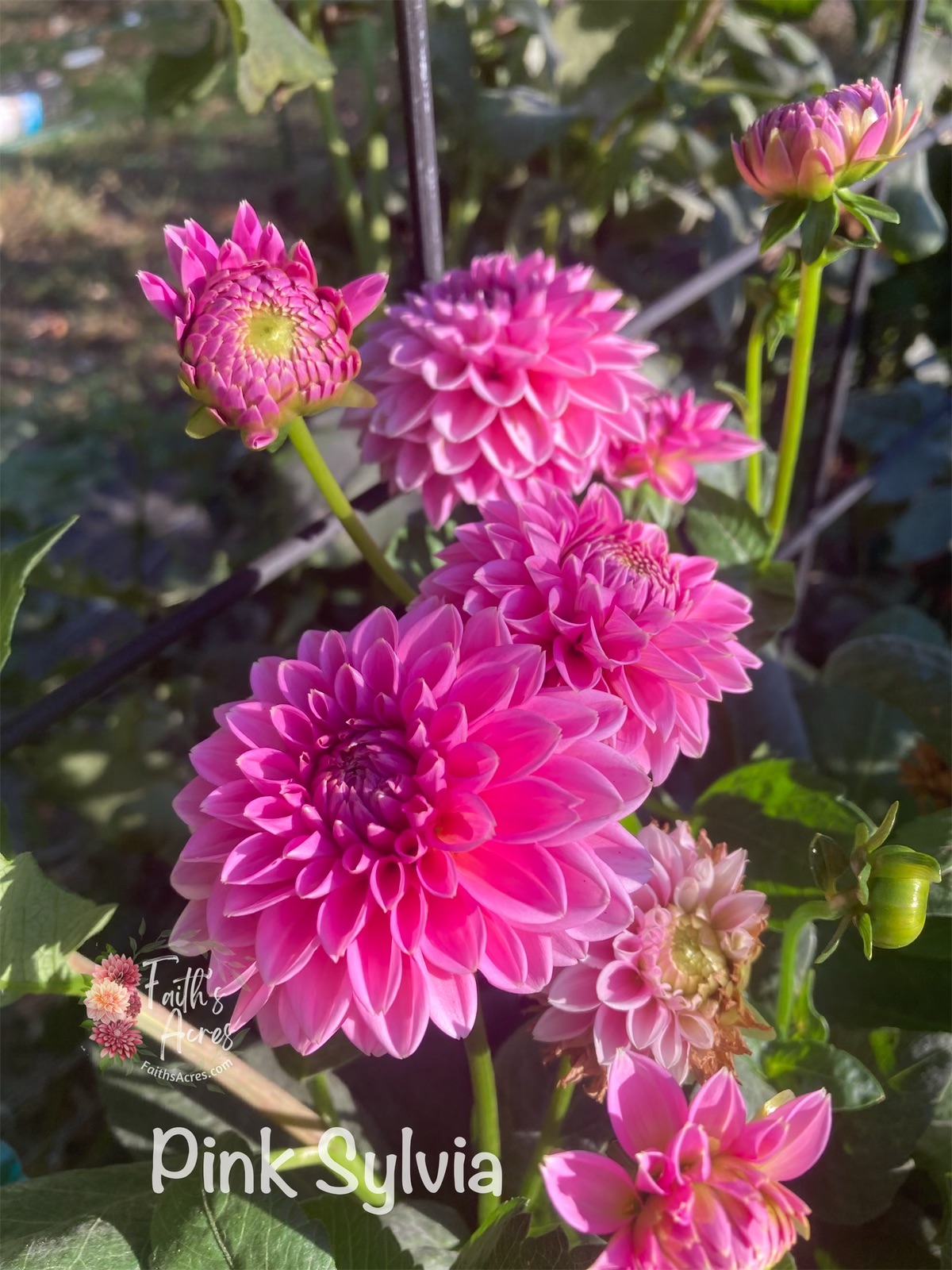 Pink Sylvia - Image 6