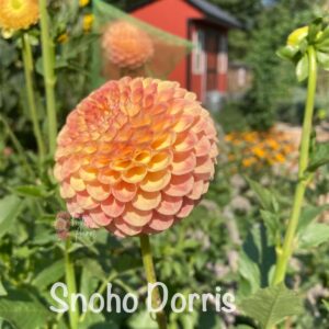 Snoho Dorris