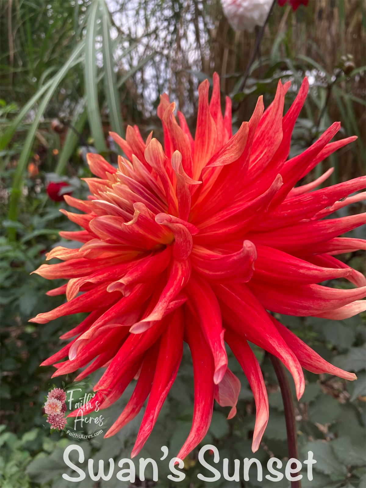 Swans’s Sunset - Image 4