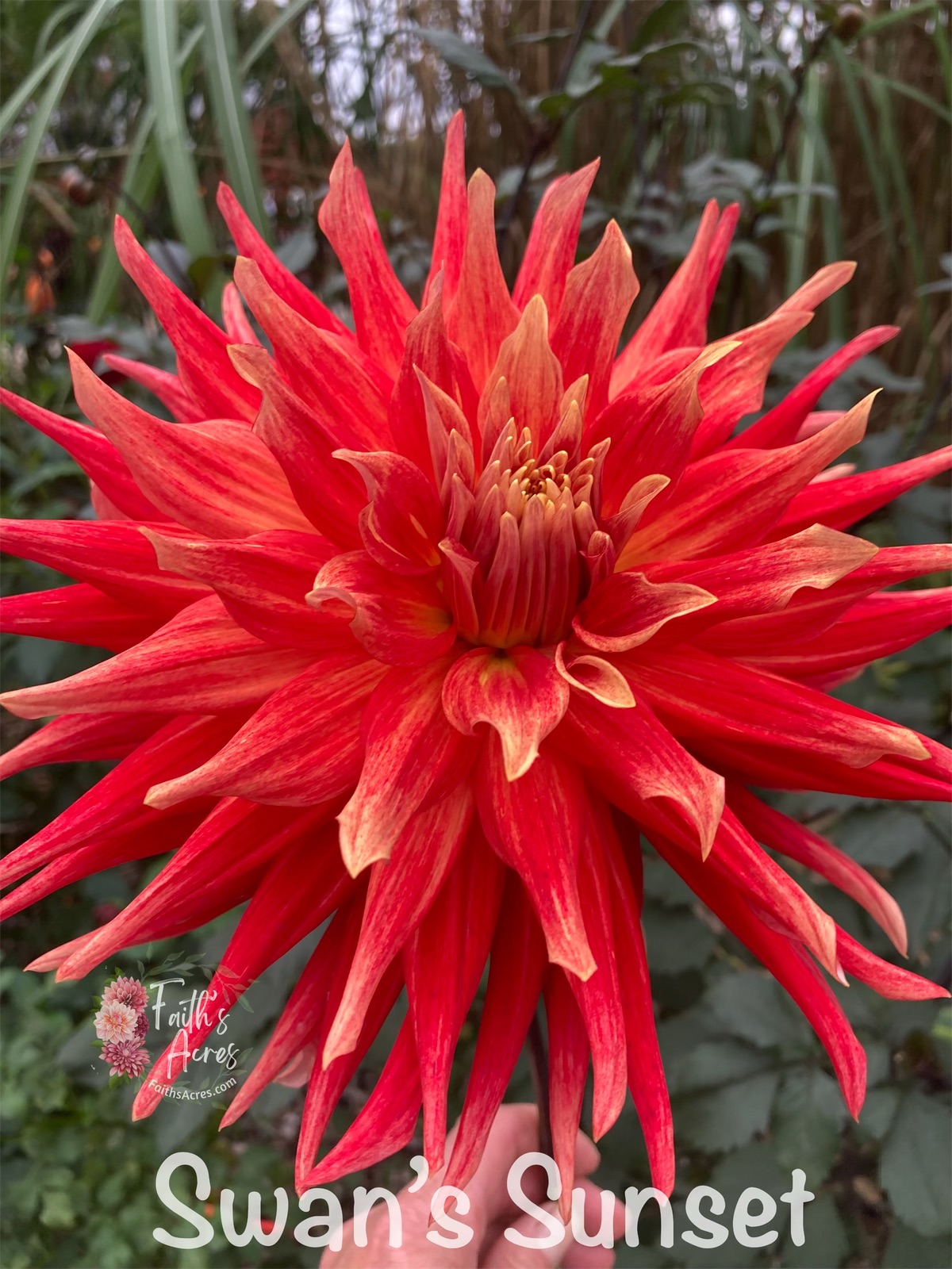 Swans’s Sunset - Image 3