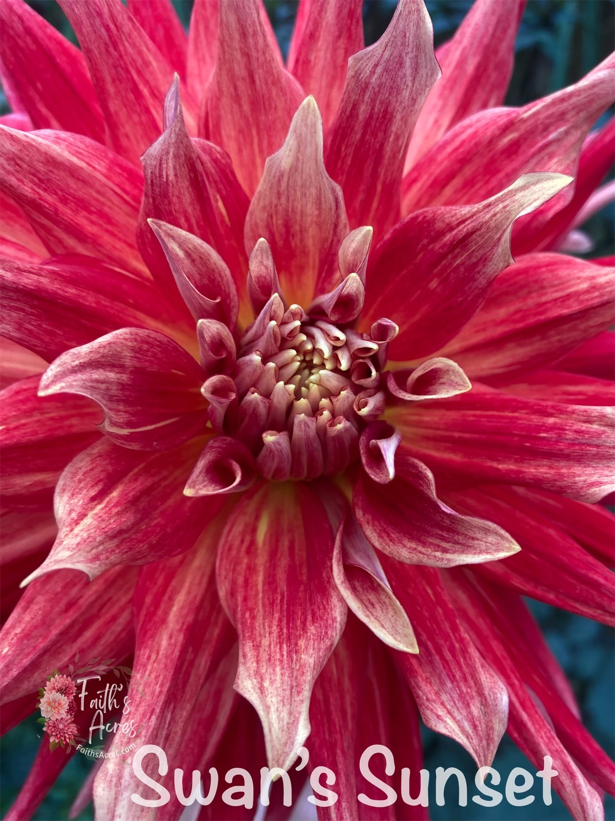 Swans’s Sunset - Image 5