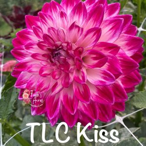 TLC Kiss