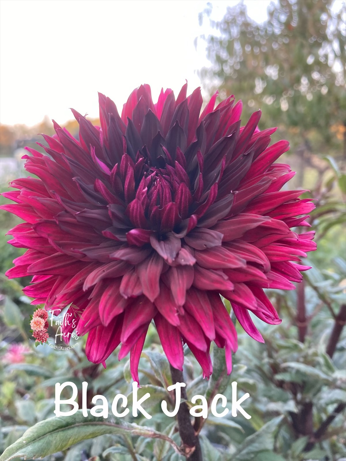 Black Jack - Image 2