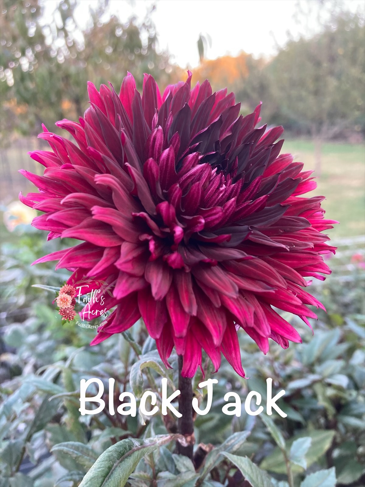 Black Jack - Image 3