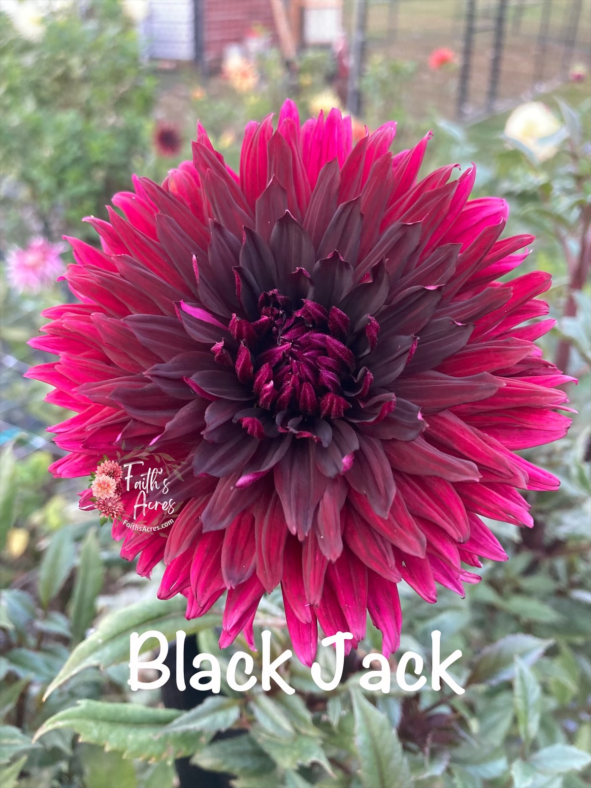 Black Jack - Image 4