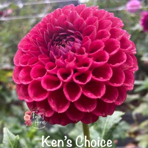 Ken's Choice READ DESCRIPTION