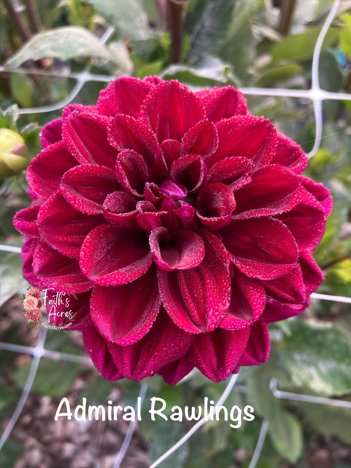 Admiral Rawlings - Image 3