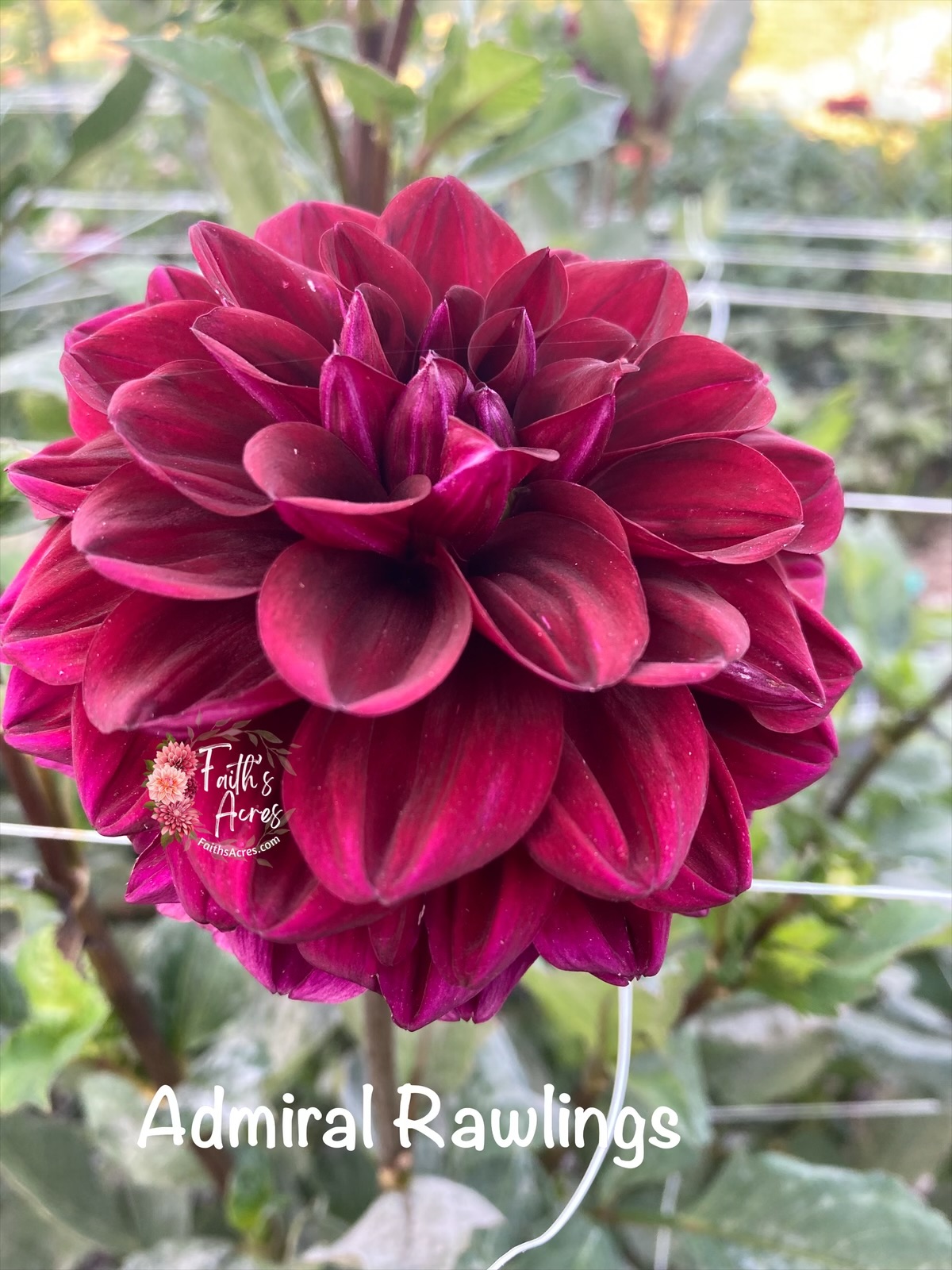 Admiral Rawlings - Image 2