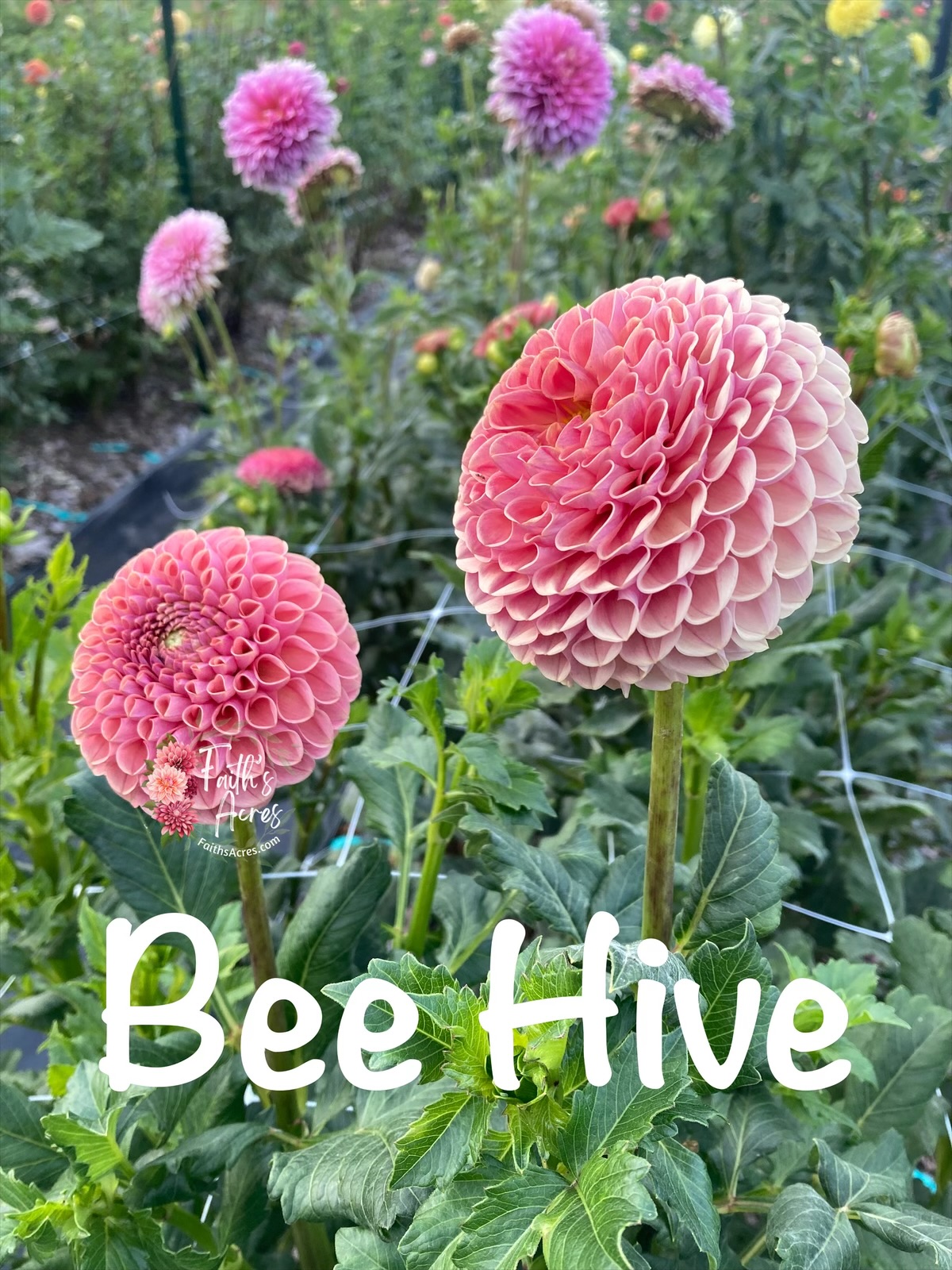 Bee Hive-Makes teeny tiny cute tubers - Image 4