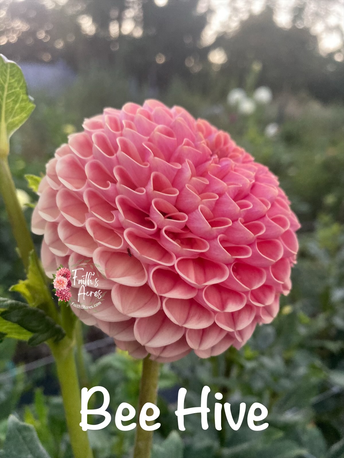 Bee Hive-Makes teeny tiny cute tubers