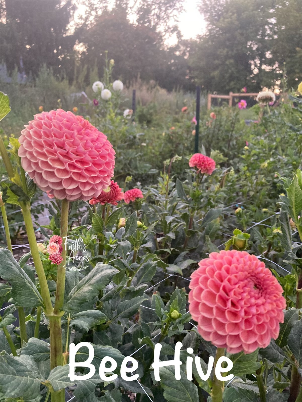 Bee Hive-Makes teeny tiny cute tubers - Image 5