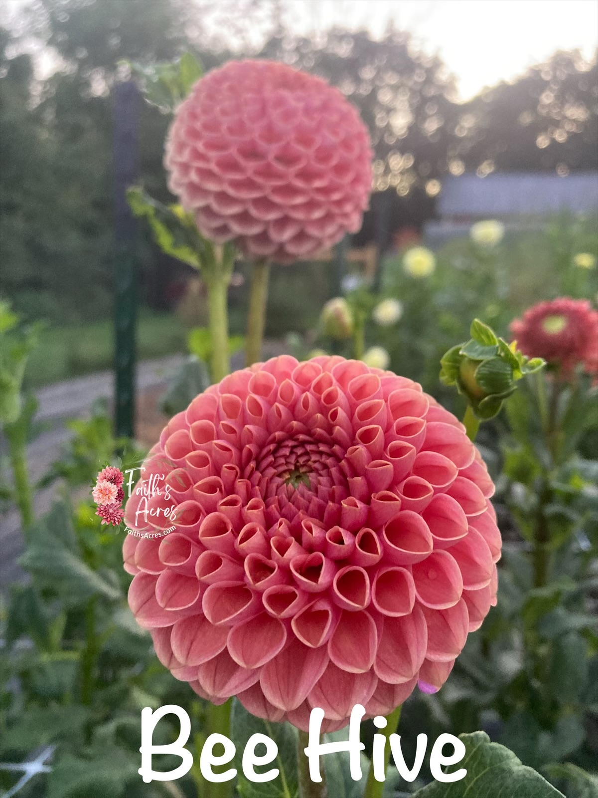 Bee Hive-Makes teeny tiny cute tubers - Image 6