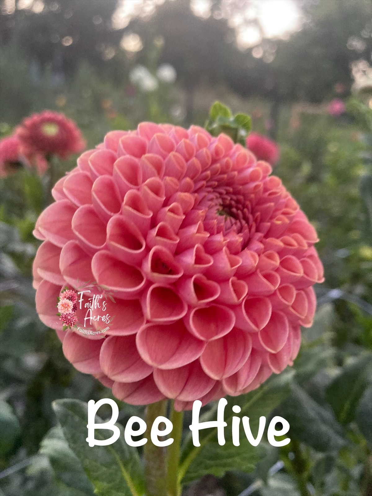 Bee Hive-Makes teeny tiny cute tubers - Image 7