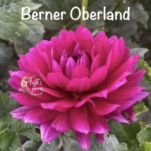 Berner Oberland