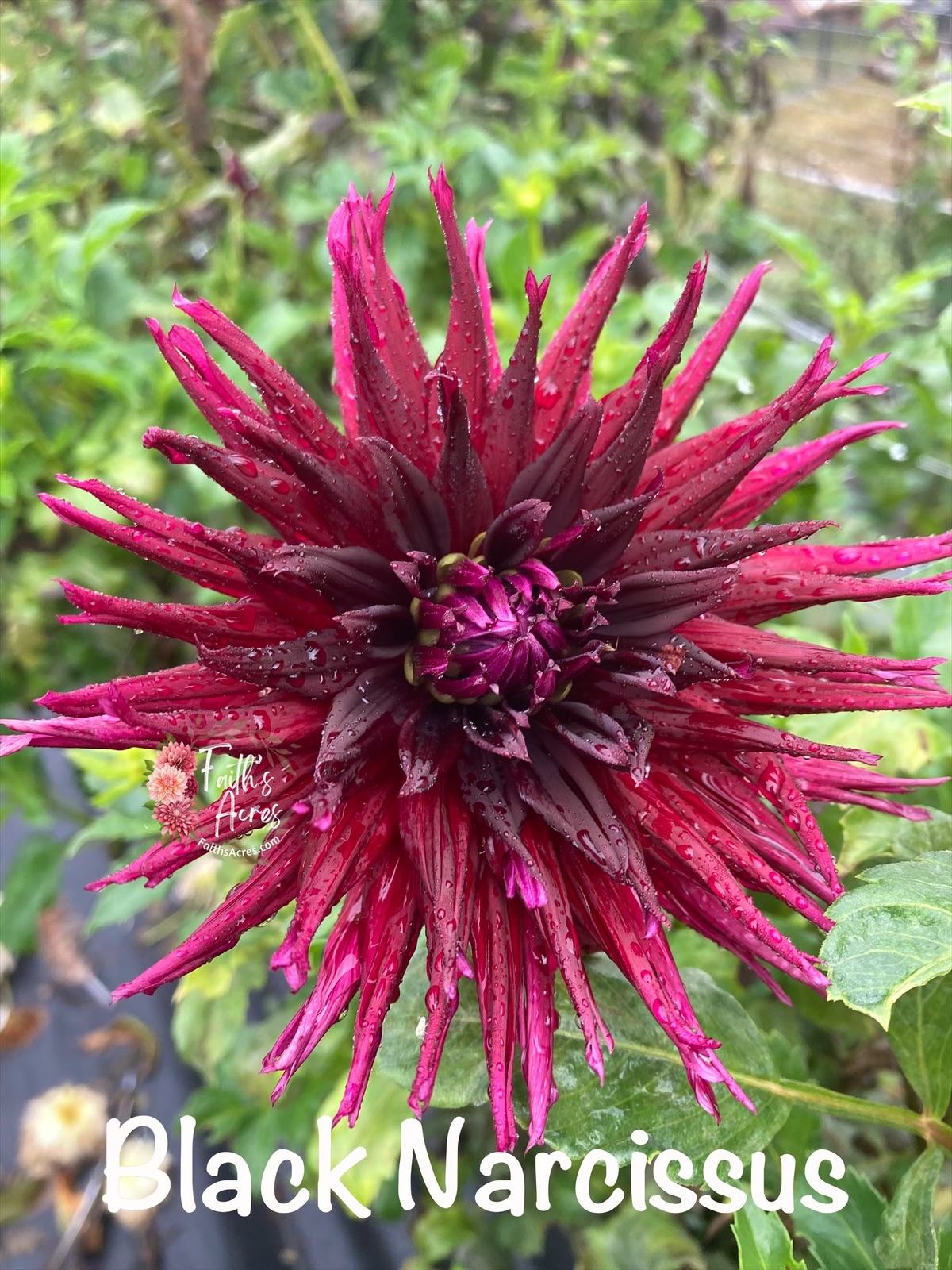 Black Narcissus - Image 4